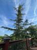 images/trees/cedar-of-lebanon.jpeg