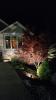 images/trees/japanese-maple-front.jpg