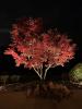 images/trees/japanese-maple-night.jpeg