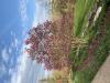 images/trees/magnolia-flowering.jpeg