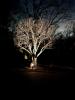 images/trees/magnolia-night-art.jpeg