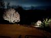 images/trees/magnolia-night-from-patio.jpeg