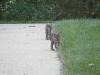 images/wildlife/bobcat-kittens.jpeg