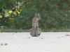 images/wildlife/bobcat-parent.jpeg