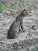 images/wildlife/bobcat-summer.jpeg