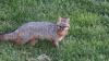 images/wildlife/gray-fox.jpeg