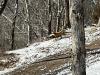 images/wildlife/red-fox-winter.jpeg